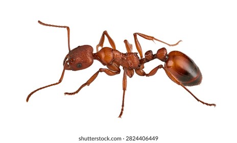 Macro side view of a red harvester ant with detailed exoskeleton texture