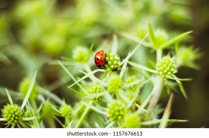 Macro Side View Of A Red Ladybug On The Elytron, In A Green Inflorescence. Ladybug On Green Leaf Background.