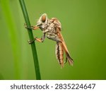 Macro side view of a robber fly Asilidae perching on a green plant stem against a smooth green blurred background