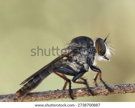 Macro side view of a Robber Fly (Asilidae) perched on a dry twig with a soft, blurred natural green background