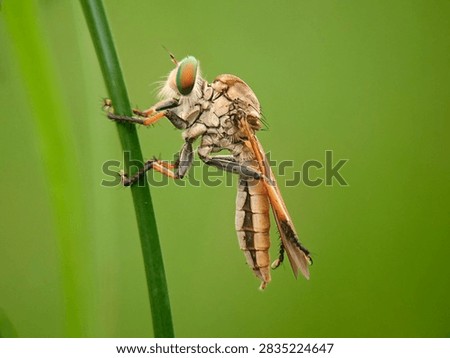 Macro side view of a robber fly Asilidae perching on a green plant stem against a smooth green blurred background