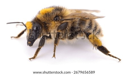 Macro side view of a wild bee carrying pollen on the hind legs, isolated on white background. Unidentified Apidae pollinator suitable for ecology, agriculture and science topics.
