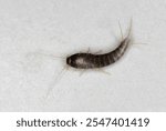 Macro of a Silverfish on a white flagstone on the bathroom floor.