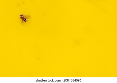 Macro Of A Single Fruit Fly Caught On A Sticky Paper Trap