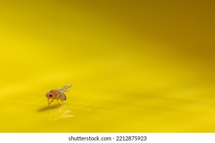 Macro Of A Single Fruit Fly Caught On A Sticky Paper Trap