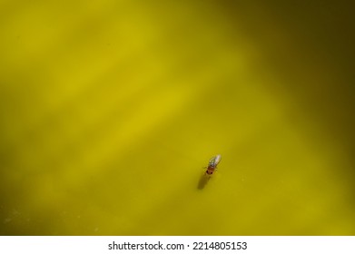 Macro Of A Single Fruit Fly Caught On A Sticky Paper Trap