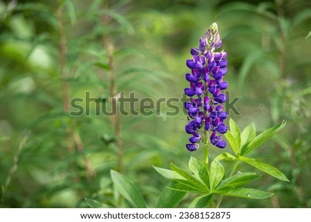 A macro of a single mature fresh purple wild lupin, wildflower, in a field of deep purple lupin flowers.  The foliage is lush green. The flower has pea-like petals leading up to the stem of the plant.