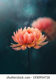 Macro Of A Single Orange Autumn Dahlia Flower On Dark Aqua Background. Blurred Background With Soft Focus And Shallow Depth Of Field. Magical Floating Dust Over The Flower