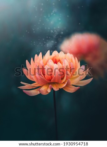 Macro of a single orange Autumn dahlia flower on dark aqua background. Blurred background with soft focus and shallow depth of field. Magical floating dust over the flower