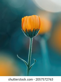 Macro of a single orange calendula flower against teal background with bokeh bubbles and light. Shallow depth of field and soft focus