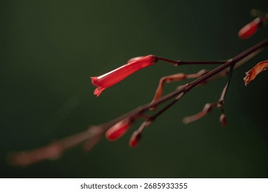 Macro of a single red firecracker plant (Russelia equisetiformis) flower. A delicate, tubular bloom isolated on a soft focus green background.