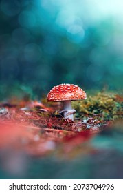 Macro of a single red fly agaric mushroom in a scenery with teal background and bokeh. Shallow depth of field - Shutterstock ID 2073704996