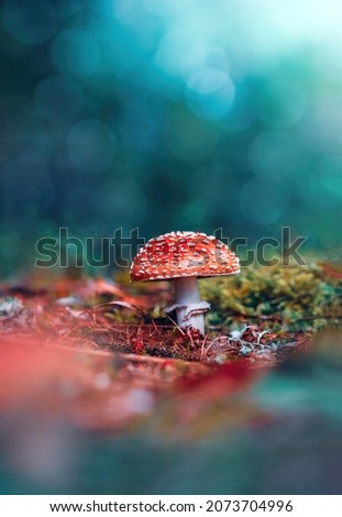 Macro of a single red fly agaric mushroom in a scenery with teal background and bokeh. Shallow depth of field