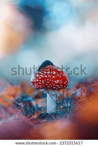 Macro of a single red fly agaric mushroom with a slug on top in a scenery with bright teal background and bokeh. Shallow depth of field, Soft and blurred foreground