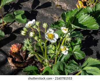 Macro Of A Single Strawberry Flower With Detailed Stamens (androecium) Arranged In A Circle And Surrounded By White Petals On A Green Strawbery Plant