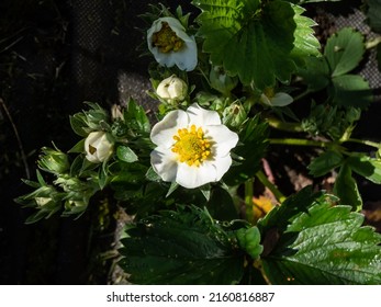 Macro Of A Single Strawberry Flower With Detailed Stamens (androecium) Arranged In A Circle And Surrounded By White Petals On A Green Strawbery Plant