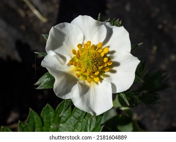 Macro Of A Single Strawberry Flower With Detailed Stamens (androecium) Arranged In A Circle And Surrounded By White Petals On A Green Strawbery Plant