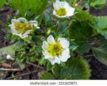 Macro Of A Single Strawberry Flower With Detailed Stamens (androecium) Arranged In A Circle And Surrounded By White Petals On A Green Strawbery Plant