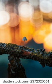 Macro of a single tiny mushroom growing from a moody tree trunk. Beautiful golden hour bokeh from sunlight in the background. Shallow depth of field, warm tones