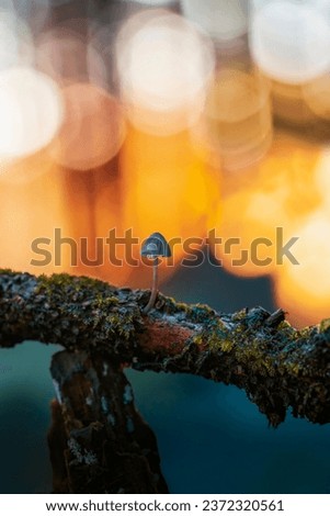 Tiny mushrooms in the dark forest