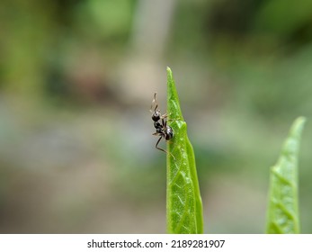 Macro Of Small Black Ant Insect On Green Leaves