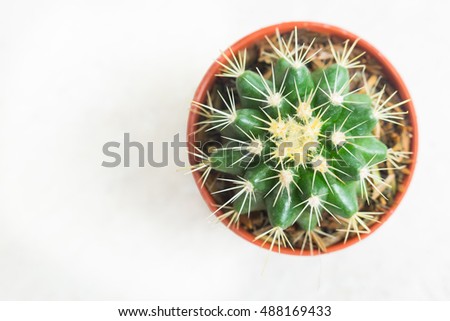macro Small cactus