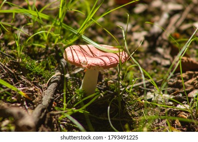 Macro of of small colorful mushroom in a forest