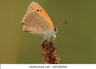 Macro Of A Small Copper Butterfly