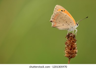 Macro Of A Small Copper Butterfly