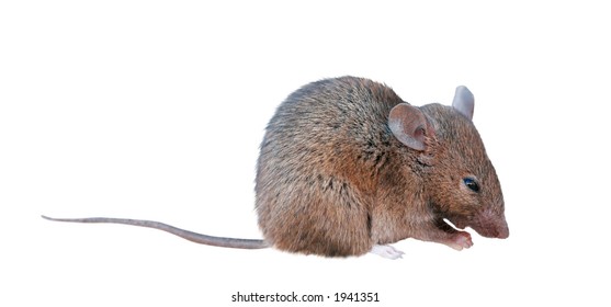 Macro Of A Small Field Mouse - Isolated.