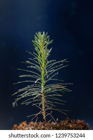 Macro Of Small Fir Tree Seedling With Water Drops After The Rain Over Dark Blue Background
