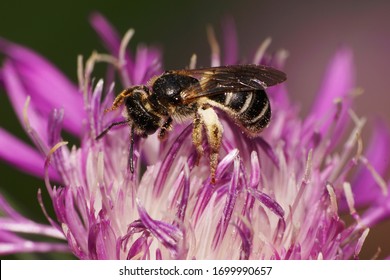Macro of a small fluffy bee Andrena ventralis collects pollen and nectar on a purple cornflower flower in the foothills of the North Caucasus                               