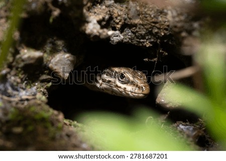 Macro of a small lizard peeking out from a dark hole in a stone wall, reptile head close-up in its natural habitat with blurred green foreground