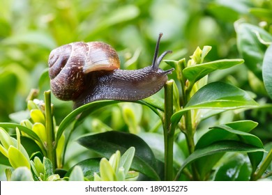 Macro Of Small Pest Garden Snail On Green Leaves