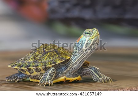 Macro of a small red-eared turtle