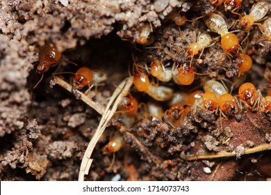 Macro Of Small Termite In Nature  For Background