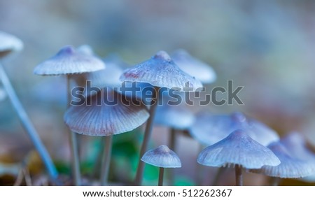 Similar – Image, Stock Photo a small toadstool grows in the grass on the forest floor