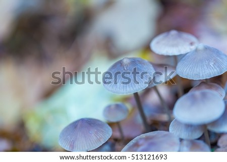 Similar – Image, Stock Photo a small toadstool grows in the grass on the forest floor