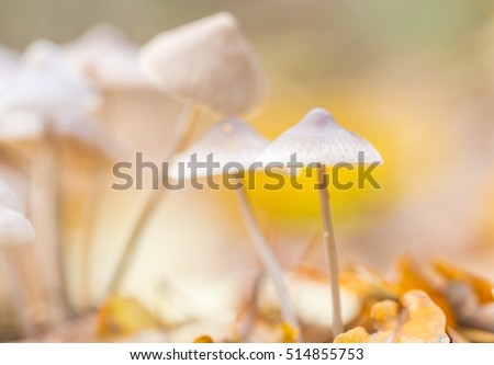 Similar – Image, Stock Photo a small toadstool grows in the grass on the forest floor