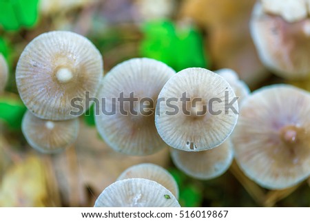 Similar – Image, Stock Photo a small toadstool grows in the grass on the forest floor