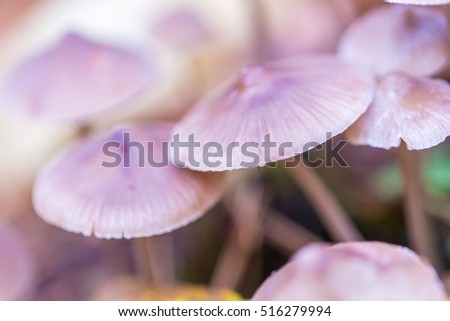 Similar – Image, Stock Photo a small toadstool grows in the grass on the forest floor