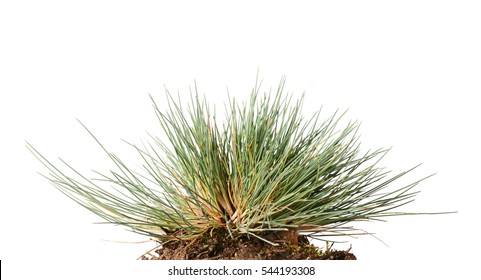 Macro Of Small Wild Grass Tuft Clustered In Tussock Isolated On White Background
