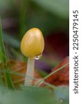 macro of a small yellow mushroom on the forest ground between grass and leaves with a huge water drop