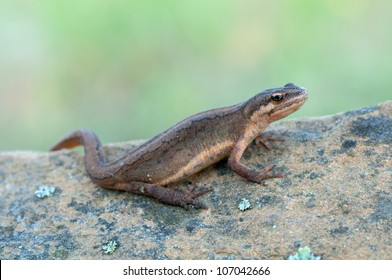 Macro Of A Smooth Newt