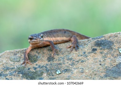 Macro Of A Smooth Newt