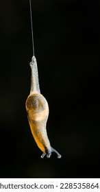 Macro of snail up close