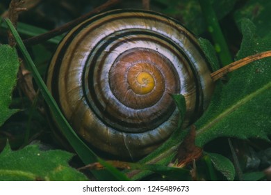 macro snail shell in the grass B&W