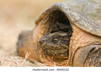 Stock Photo and Image Portfolio by Carol Heesen | Shutterstock