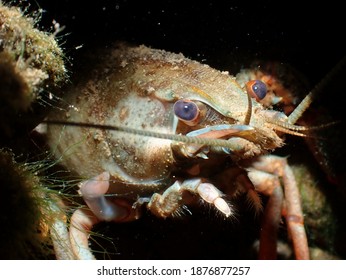 A Macro Sof A Noble Crayfish In A River Against A Dark Background