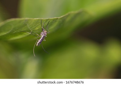 Macro Of Southern House Mosquito Or Culex Quinquefasciatus With Copy Space For Texts Writing